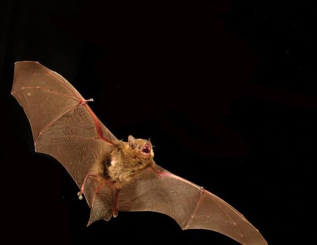 Eastern Cave Bat in flight at night
