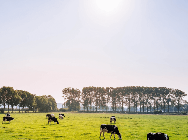 cows in field